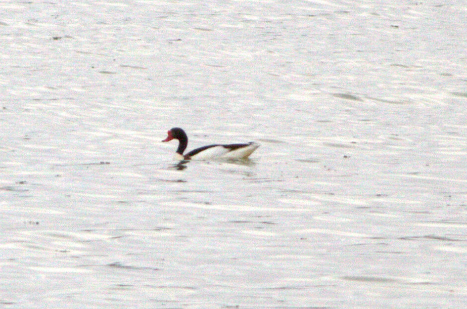 Common Shelduck