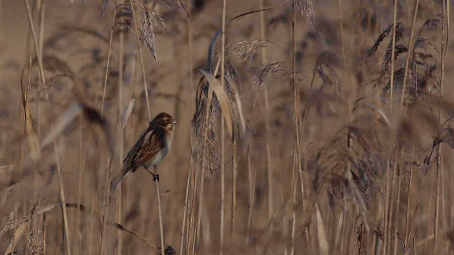 Common Reed Bunting
