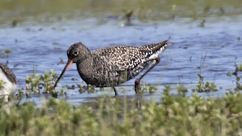 Spotted Redshank