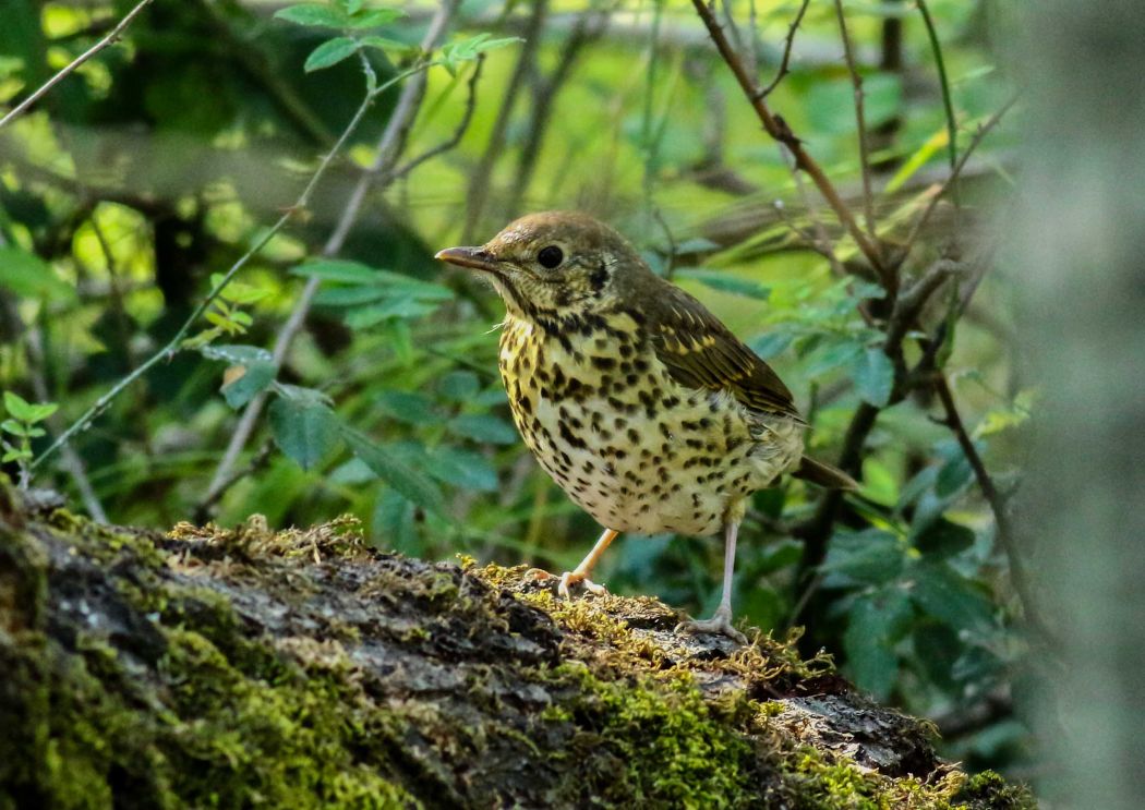 Song Thrush