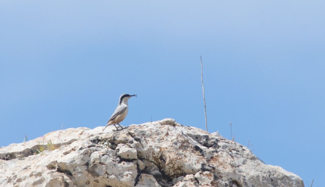Eastern Rock Nuthatch