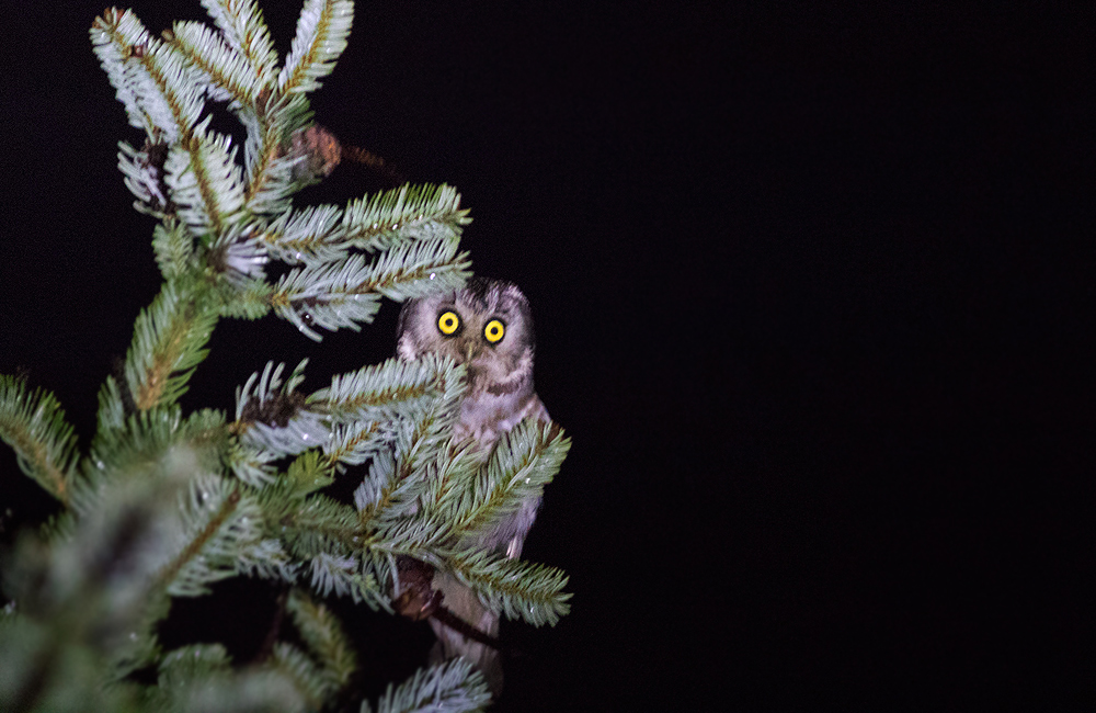 Boreal Owl