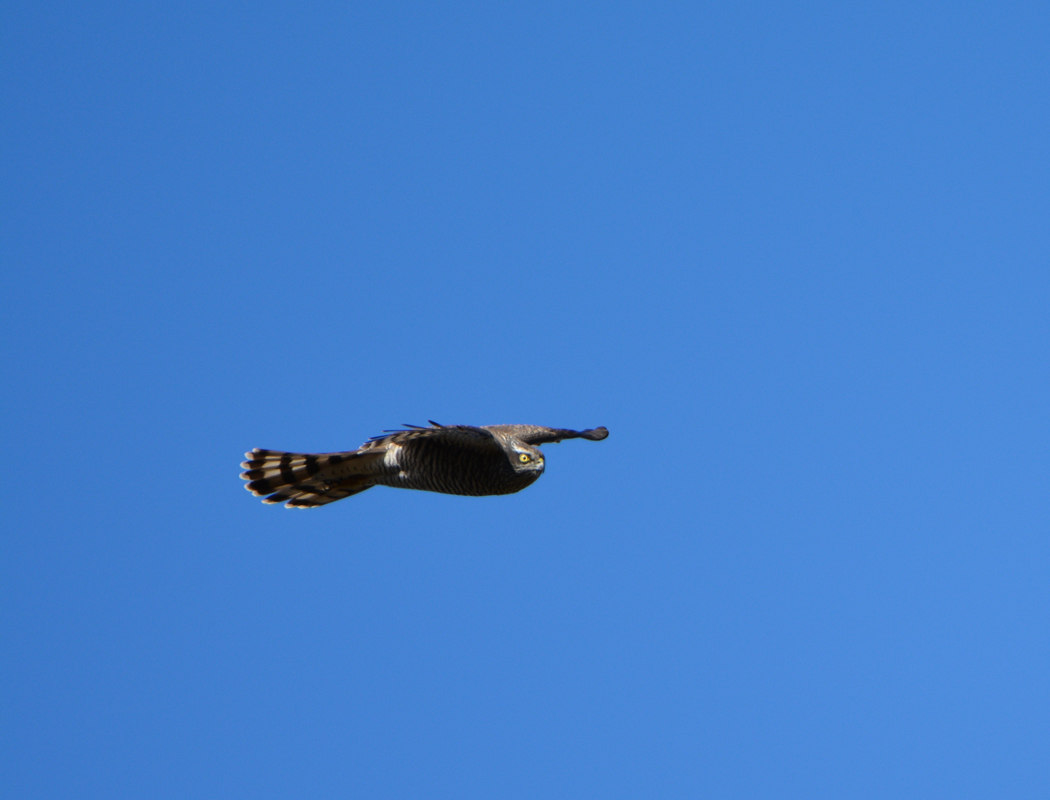 Eurasian Sparrowhawk
