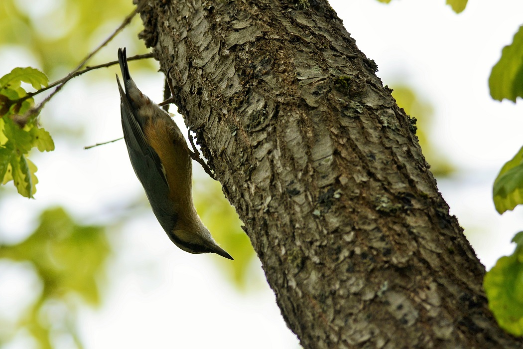 Eurasian Nuthatch