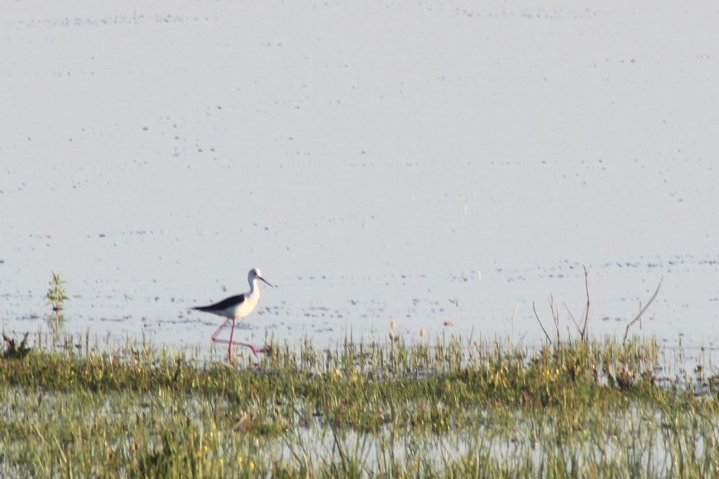 Black-winged Stilt