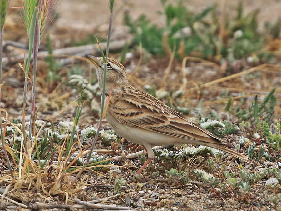 Greater Short-toed Lark