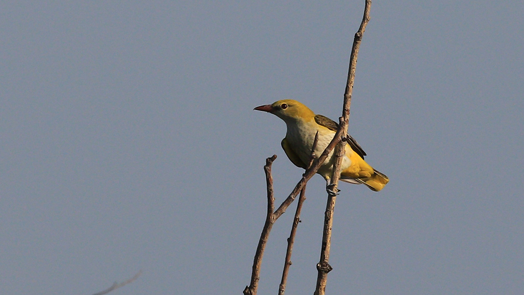 Eurasian Golden Oriole