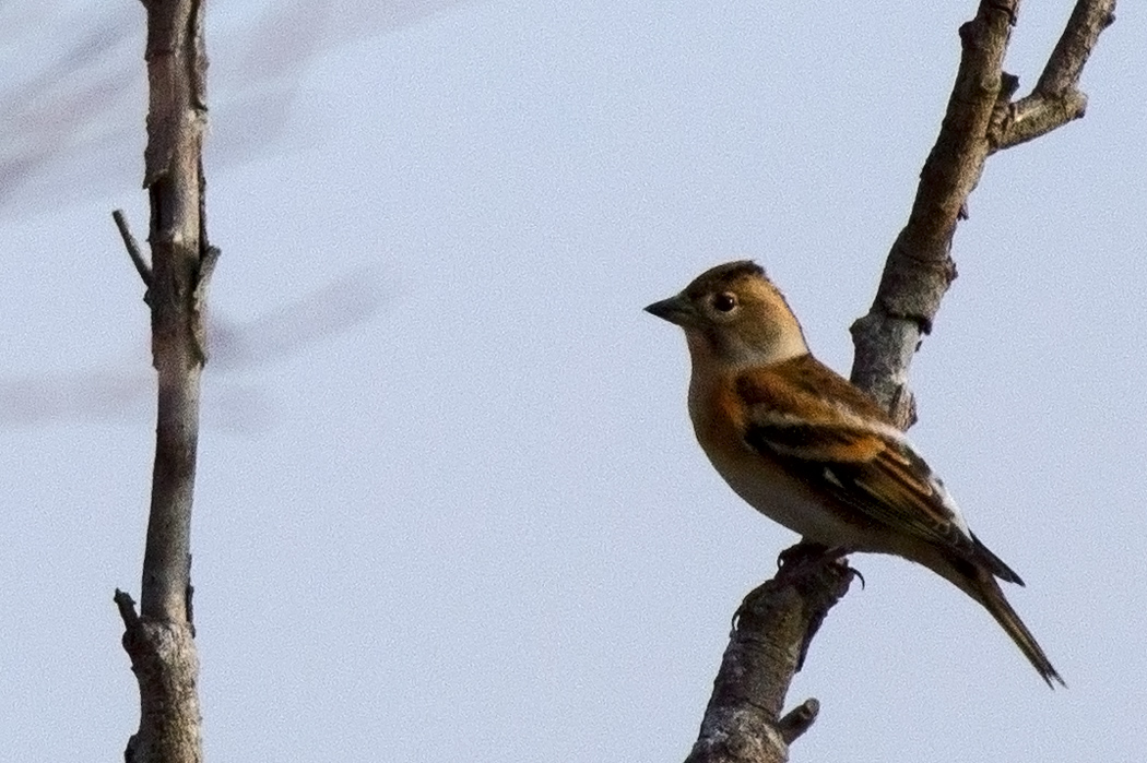 Brambling
