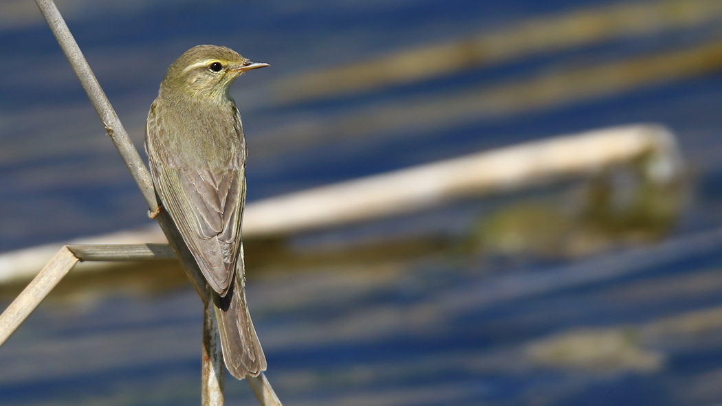 Willow Warbler