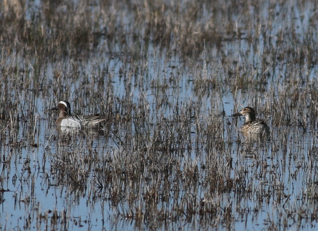 Garganey