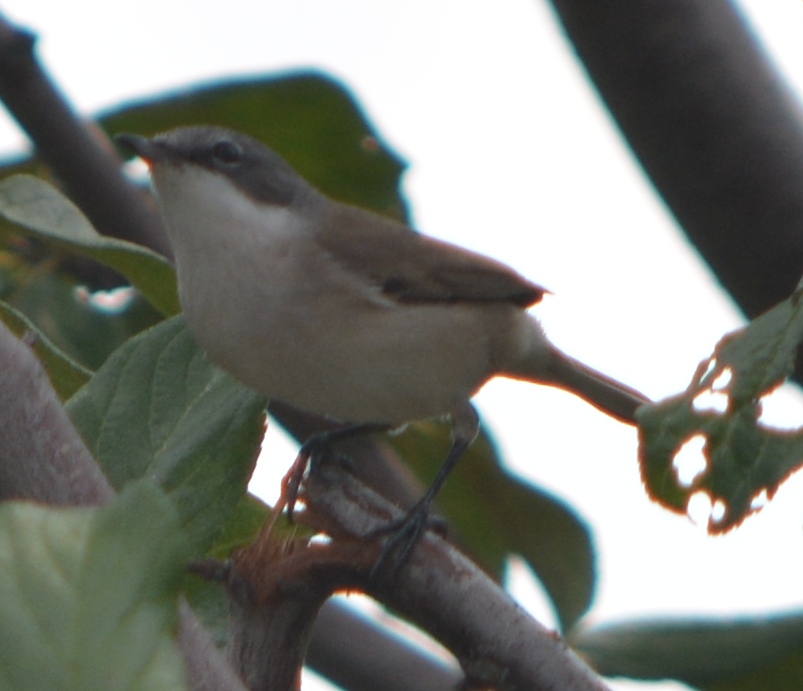 Lesser Whitethroat