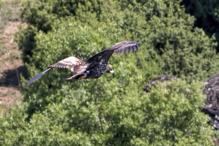 White-tailed Eagle