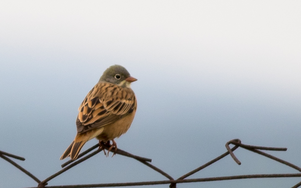 Ortolan Bunting
