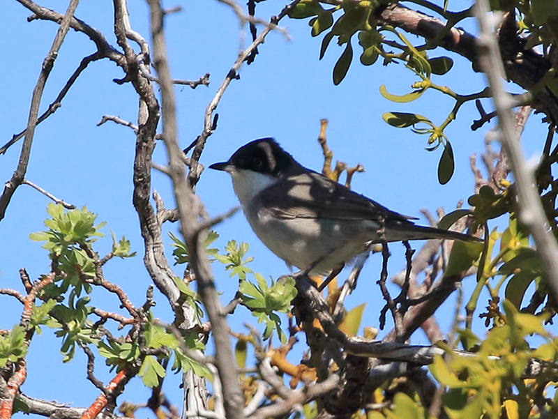 Eastern Orphean Warbler