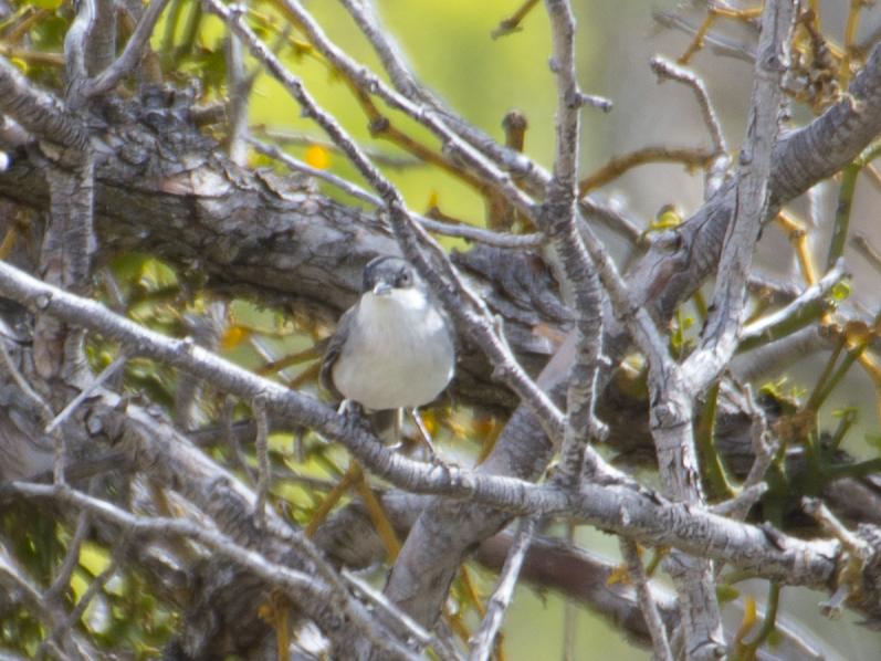 Eastern Orphean Warbler