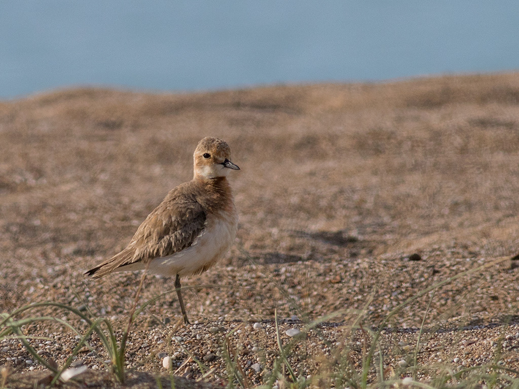 Greater Sand Plover