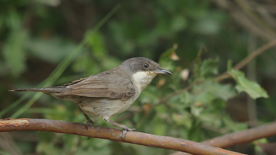 Eastern Orphean Warbler