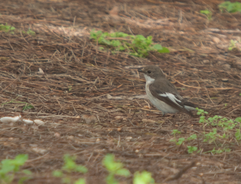 European Pied Flycatcher