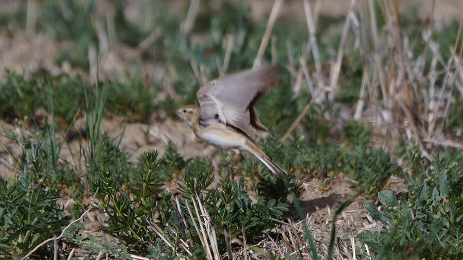 Bimaculated Lark