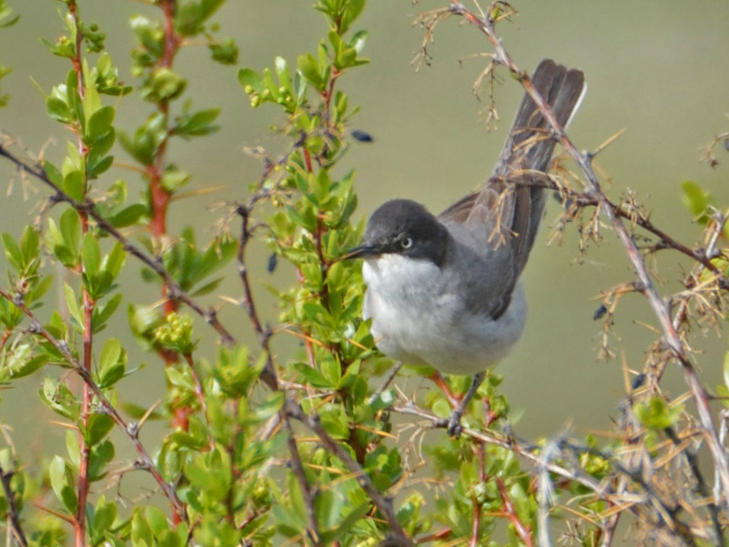 Eastern Orphean Warbler