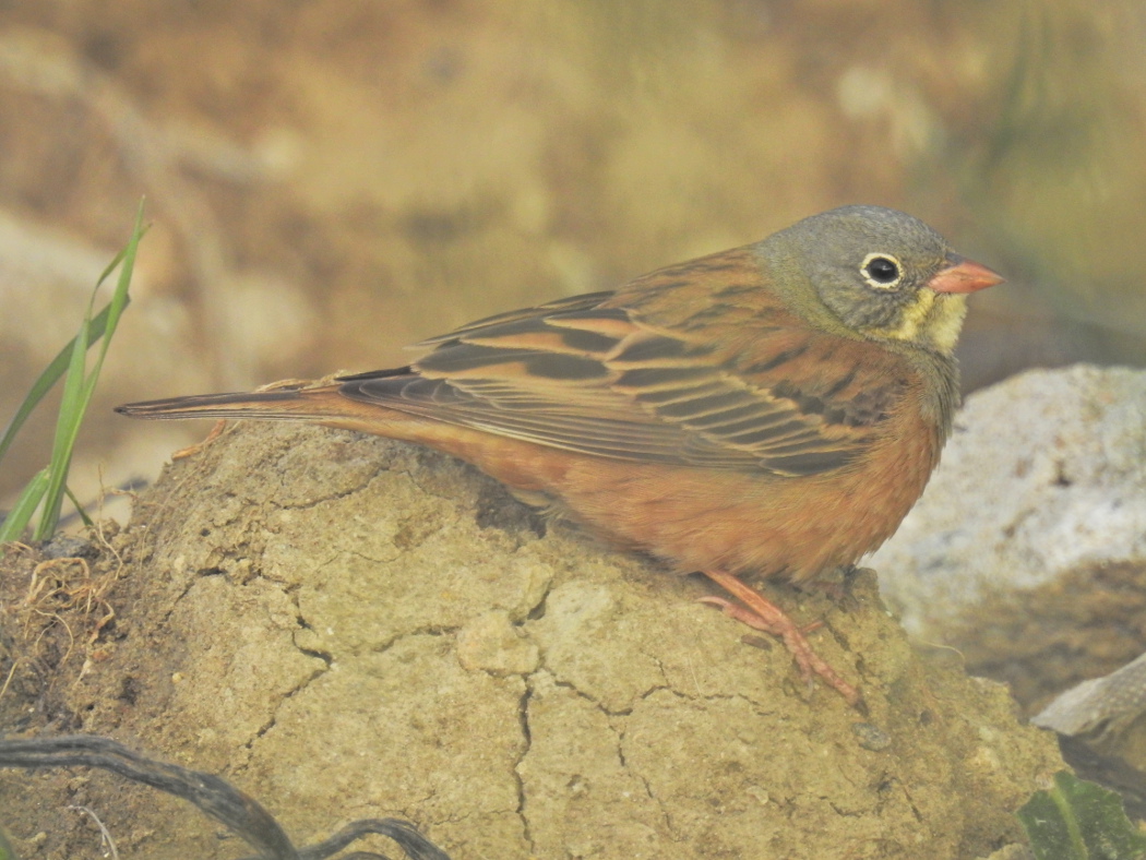 Ortolan Bunting