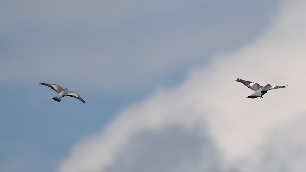 Stock Dove