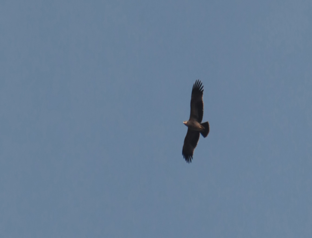 Eastern Imperial Eagle