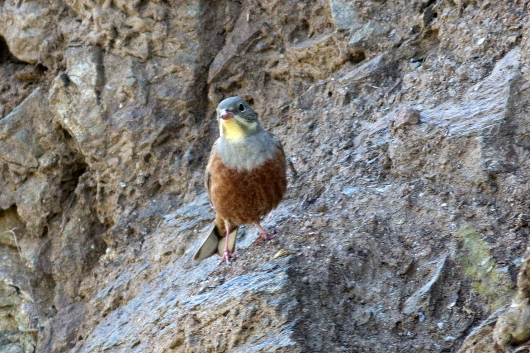Ortolan Bunting
