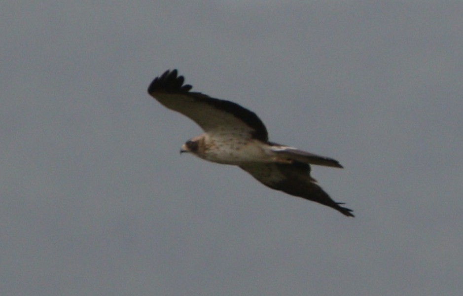 Küçük Kartal