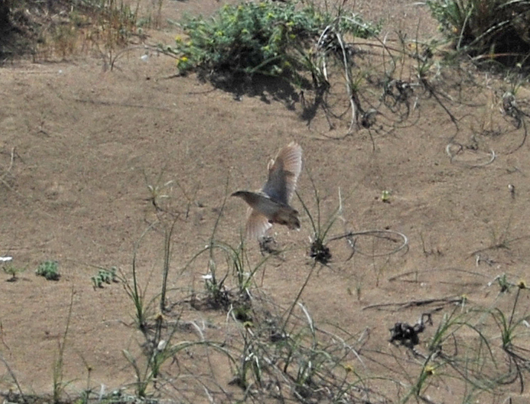 Common Quail