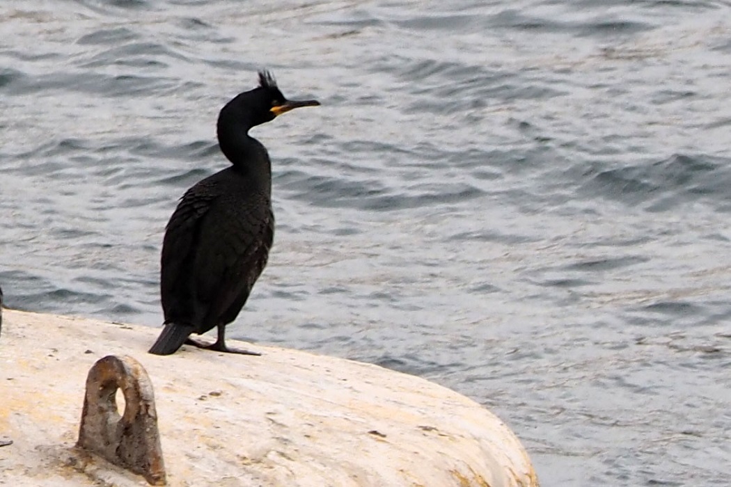 Tepeli Karabatak