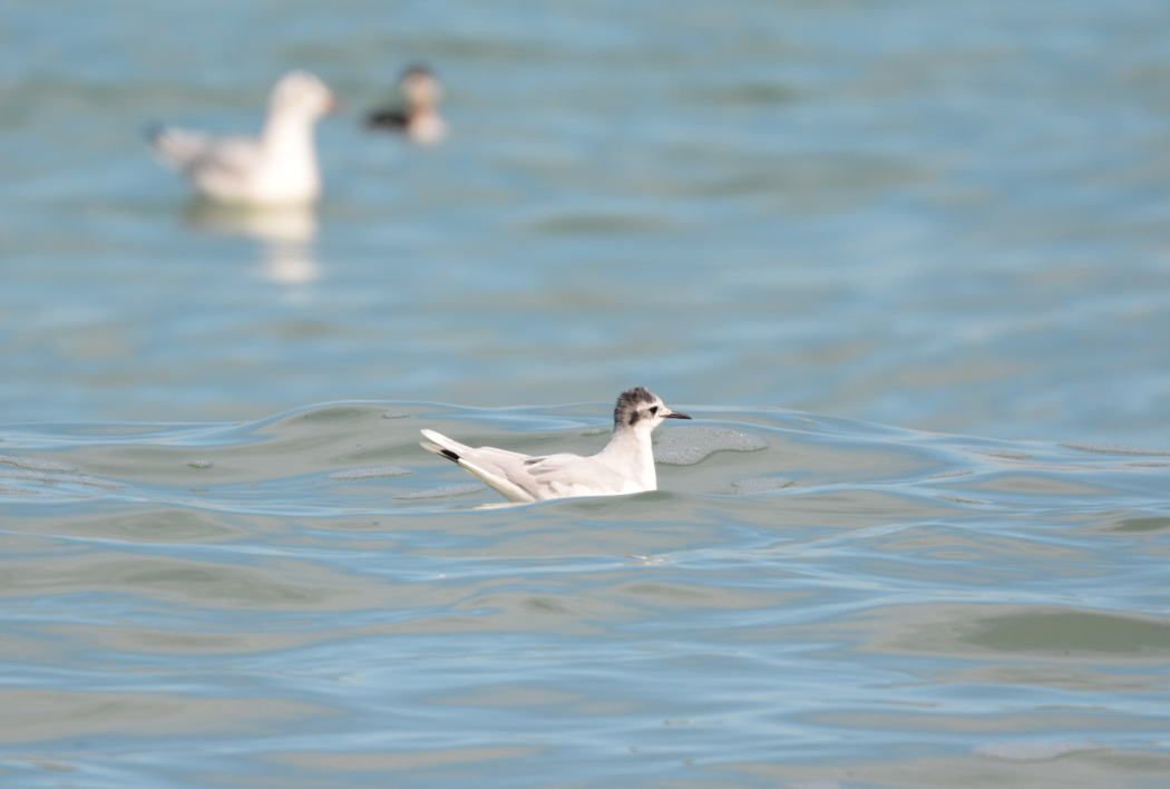 Little Gull