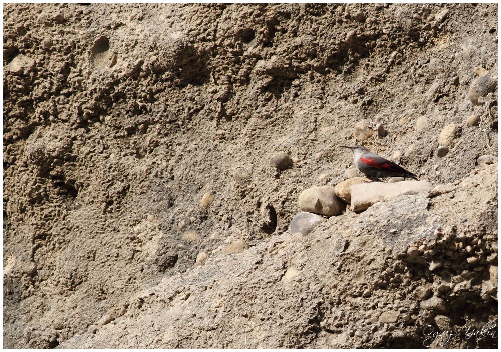 Wallcreeper