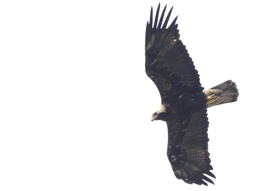 Eastern Imperial Eagle