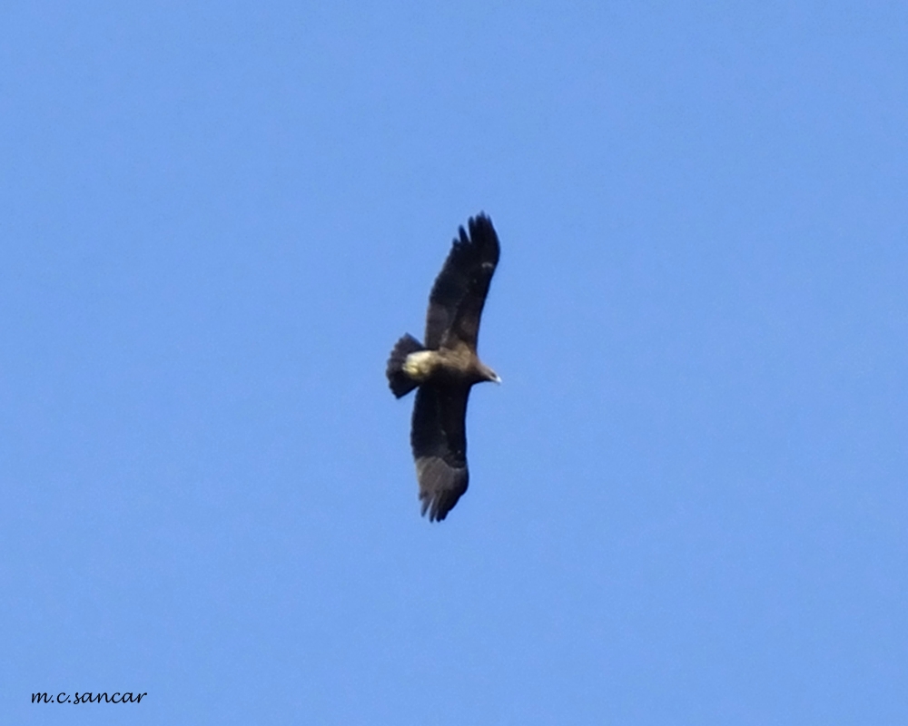 Greater Spotted Eagle