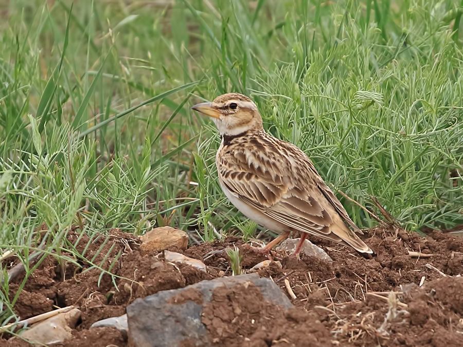 Bimaculated Lark
