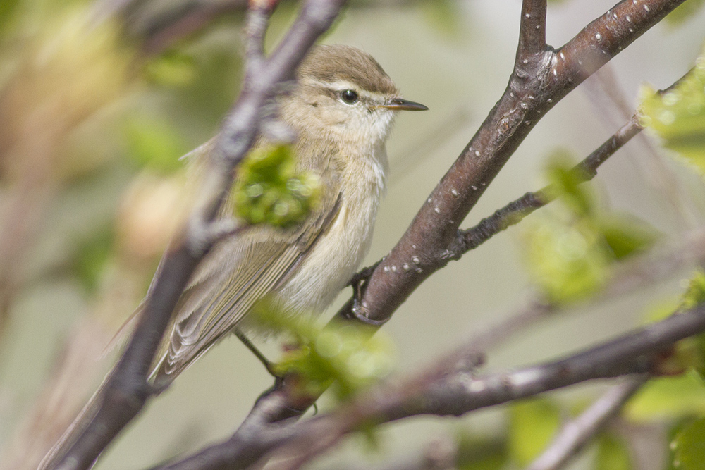 Mountain Chiffchaff