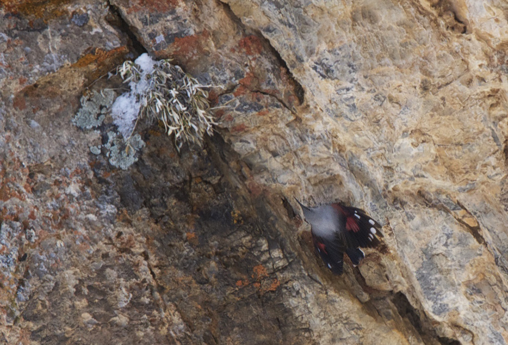 Wallcreeper