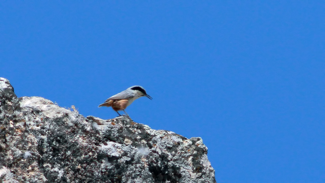 Eastern Rock Nuthatch
