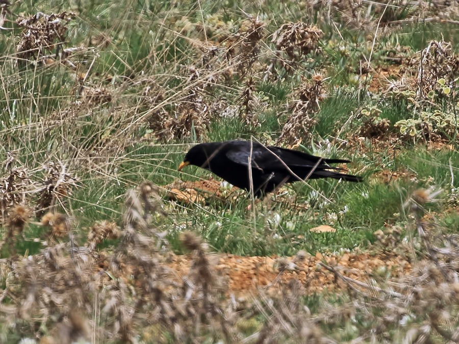Alpine Chough