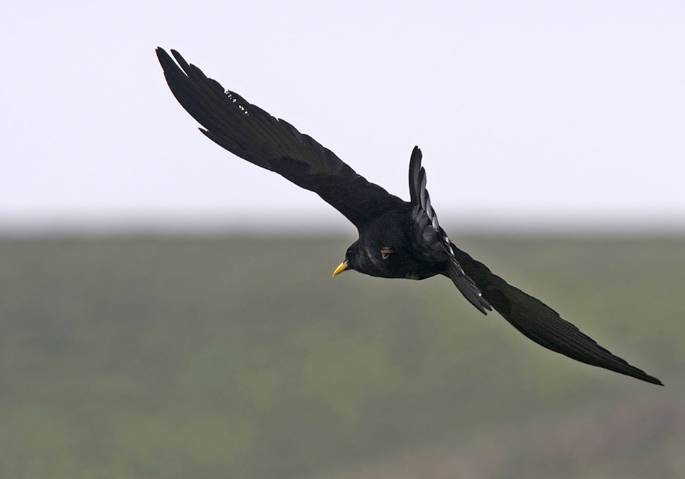 Alpine Chough