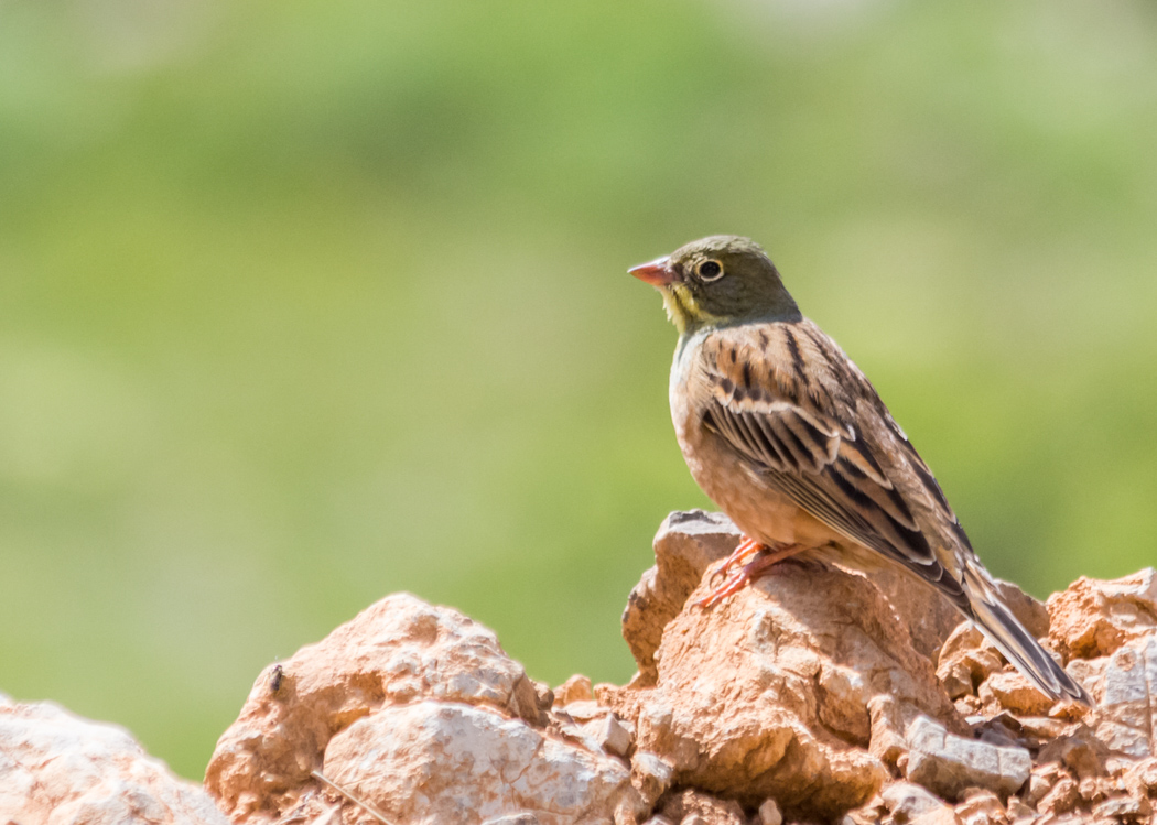 Ortolan Bunting
