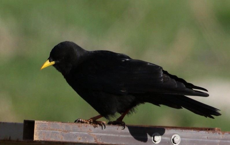 Alpine Chough