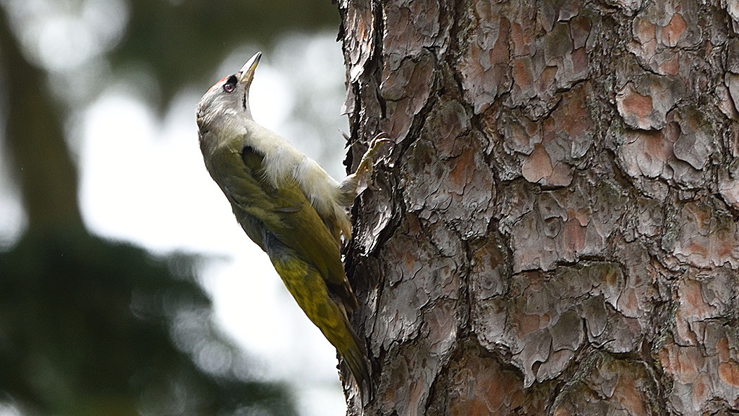 Grey-headed Woodpecker