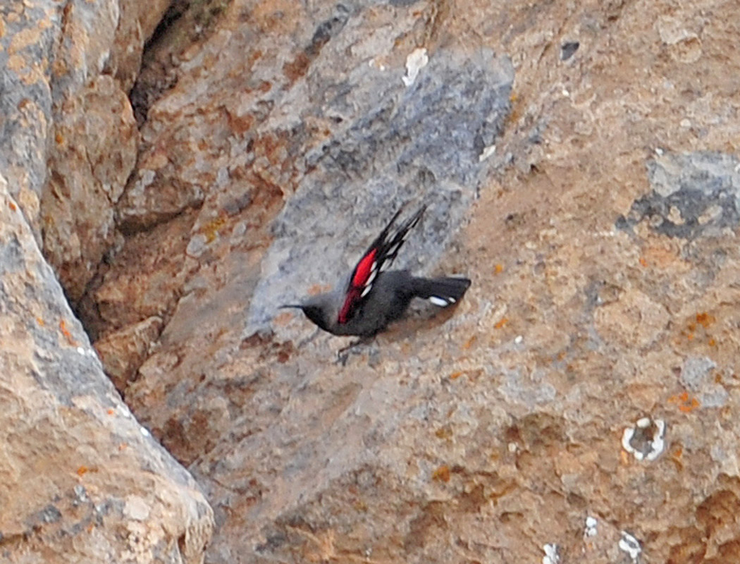 Wallcreeper