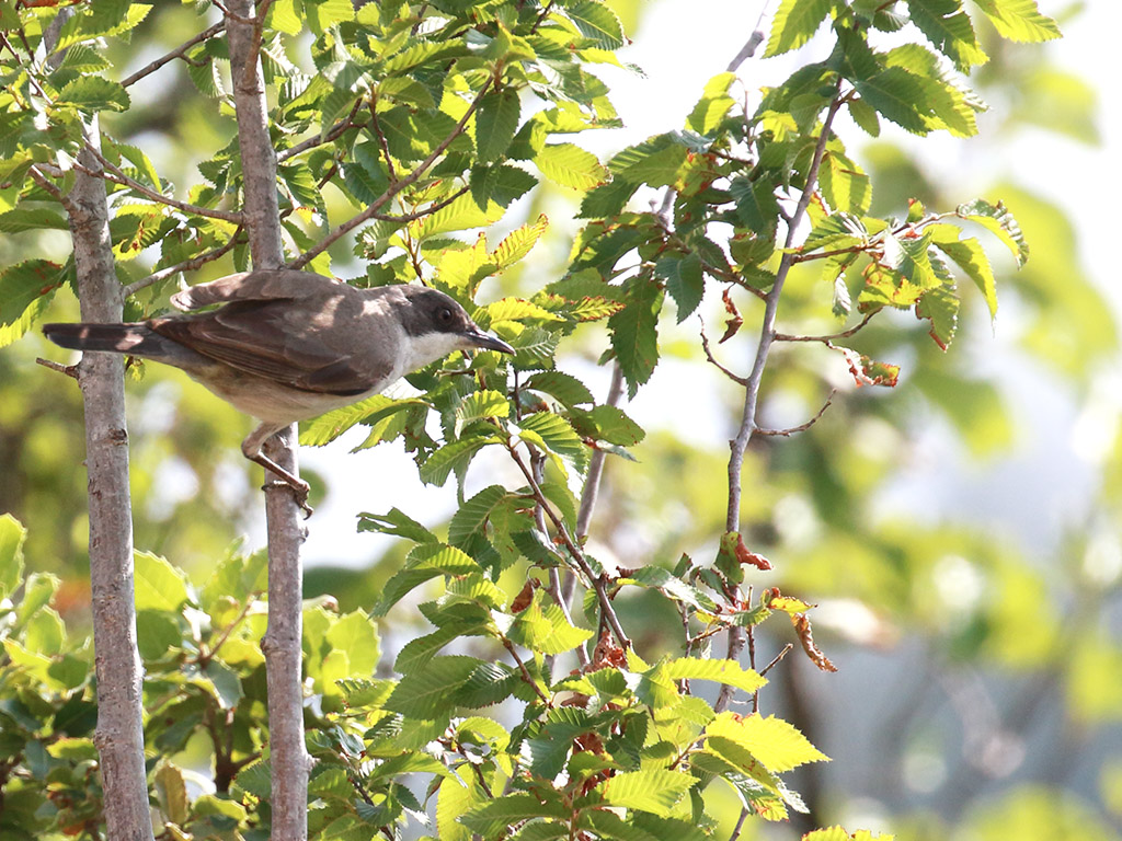 Eastern Orphean Warbler