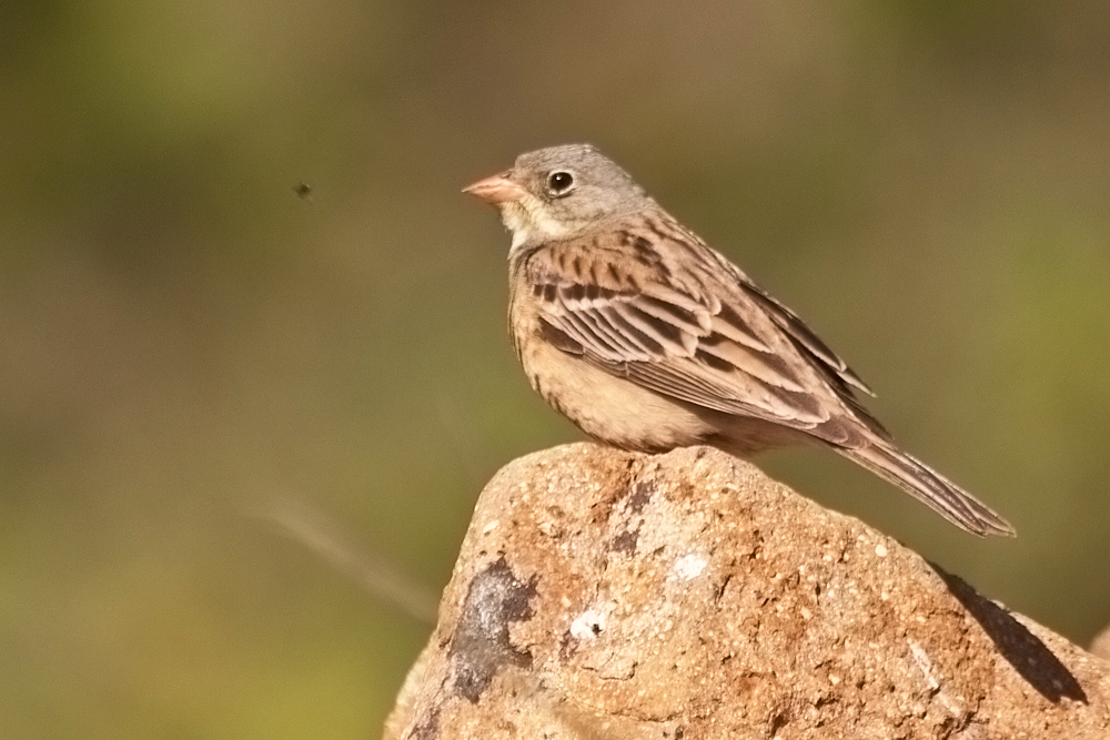 Ortolan Bunting