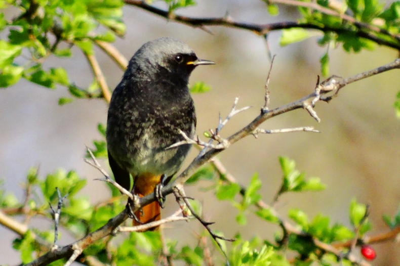Black Redstart
