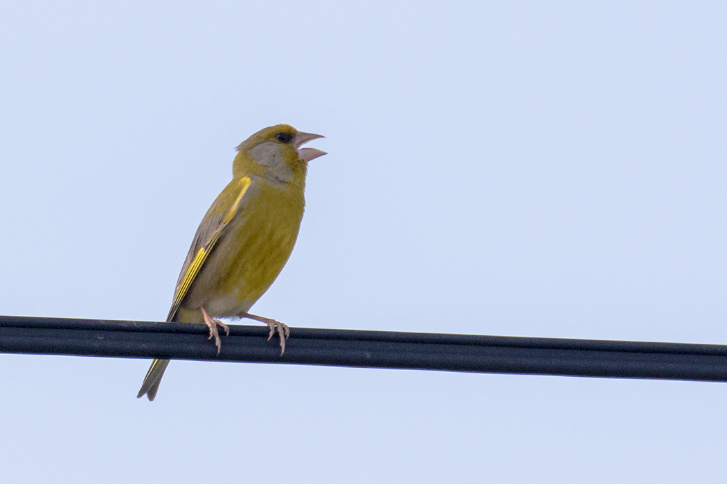 European Greenfinch