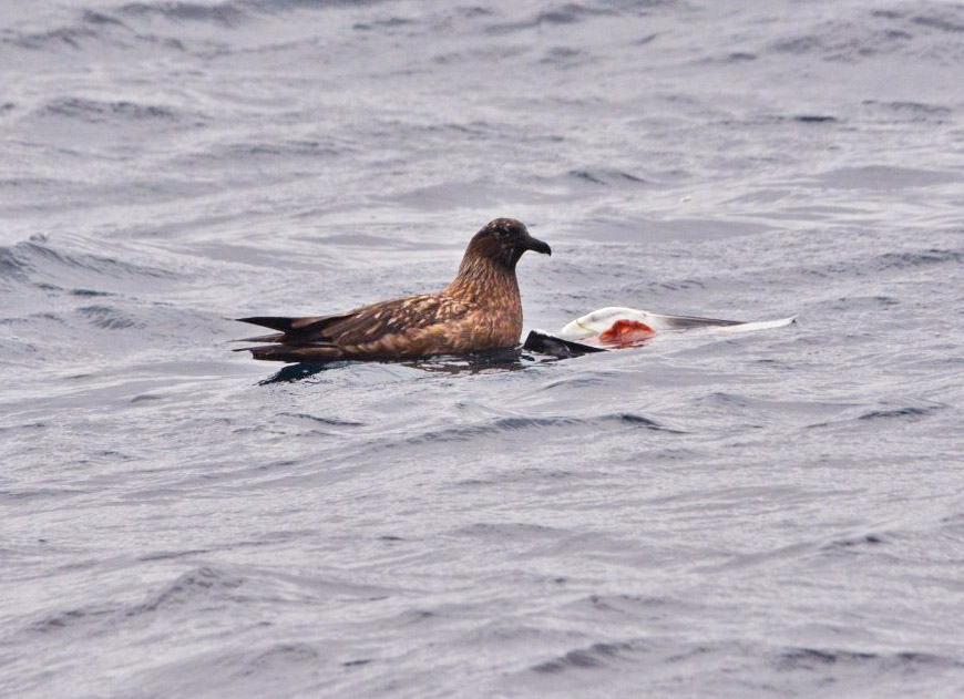 Great Skua